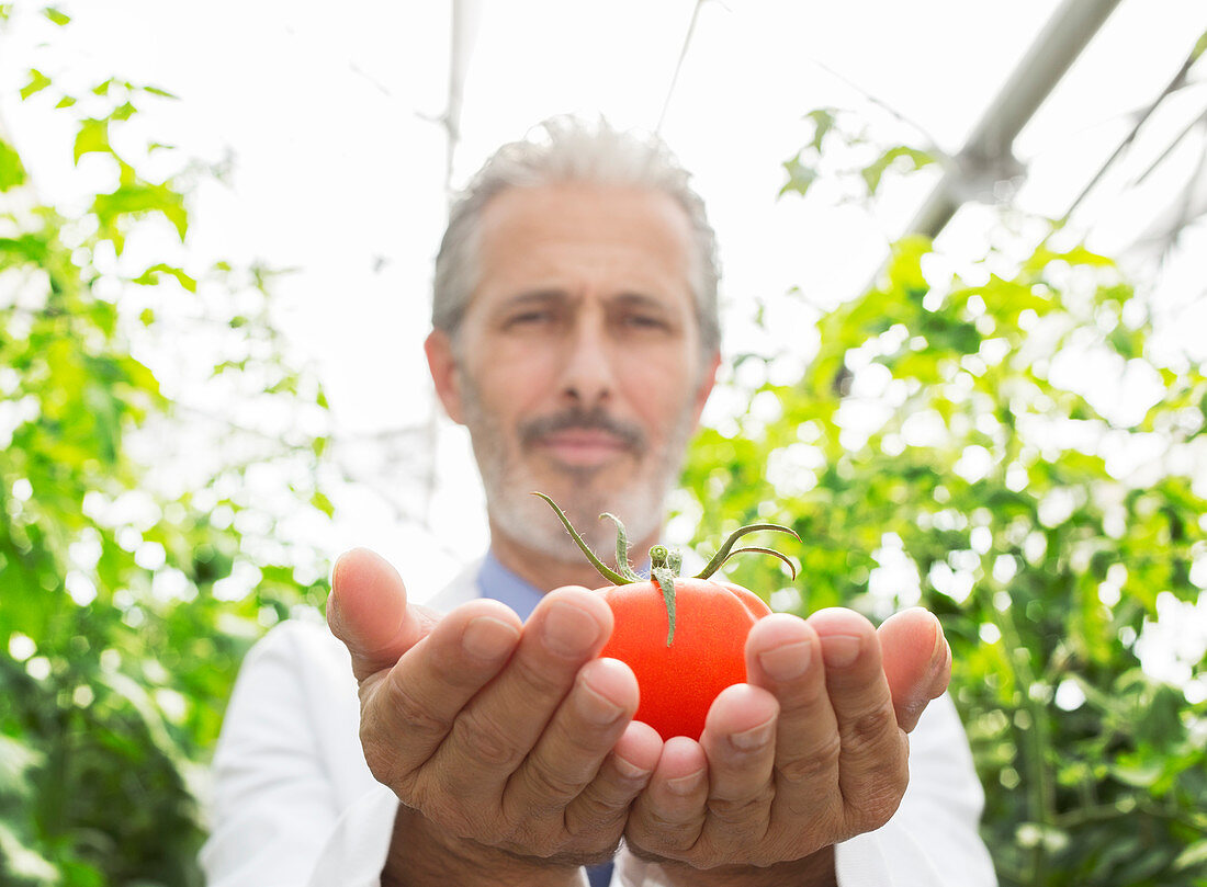 Scientist holding ripe tomato