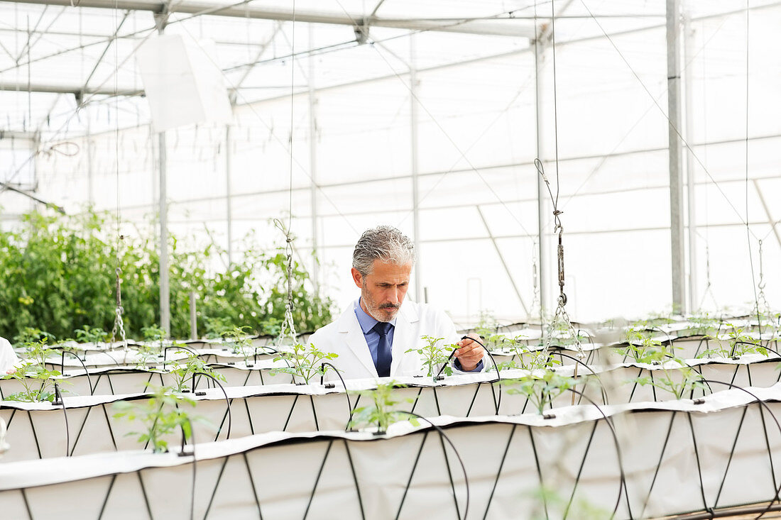 Botanist examining plants in greenhouse