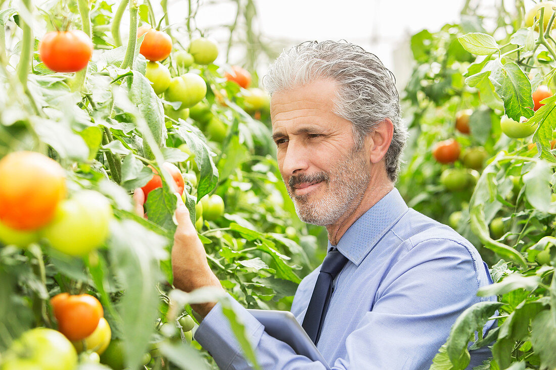 Botanist examining tomato plants