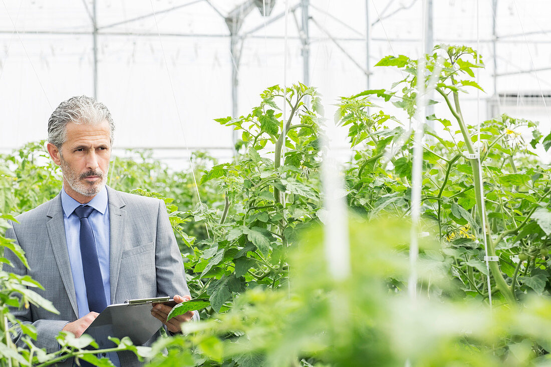 Botanist examining tomato plants