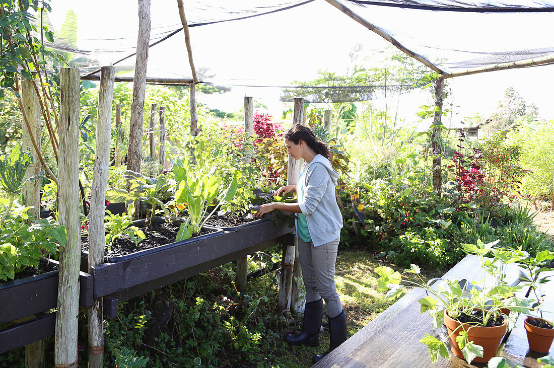 Woman gardening in greenhouse