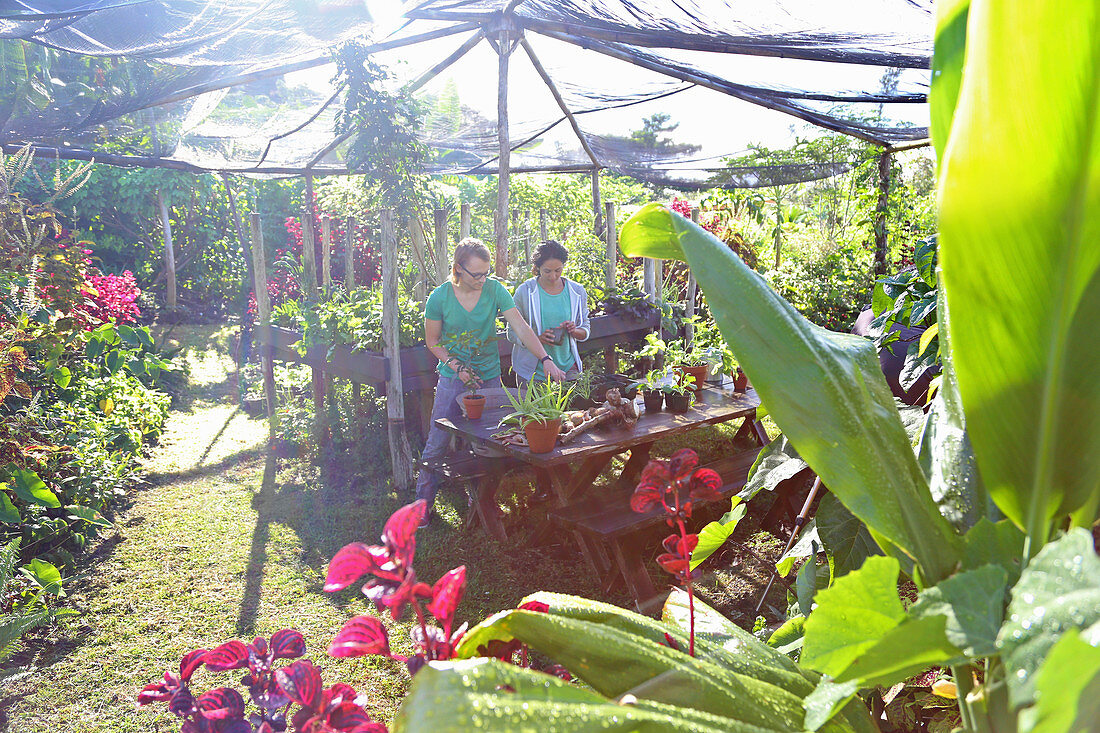 Couple gardening