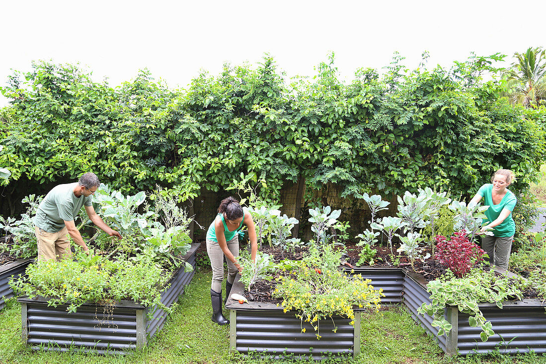 People taking care of plants