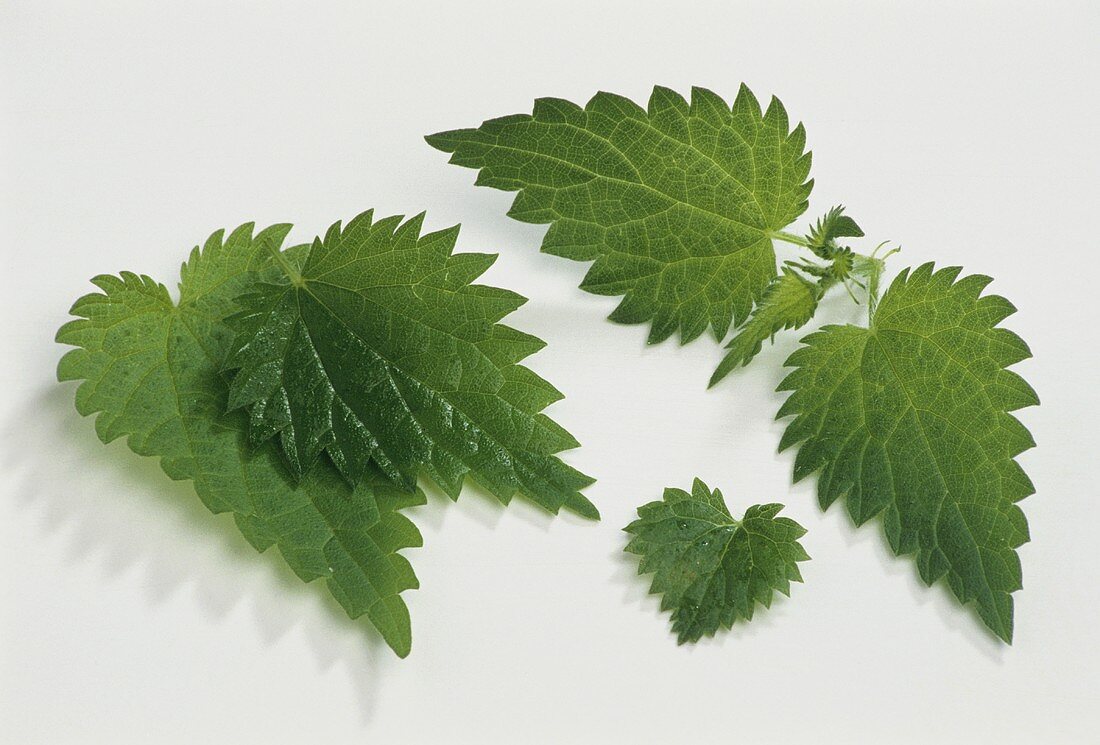 Young nettle leaves on white background