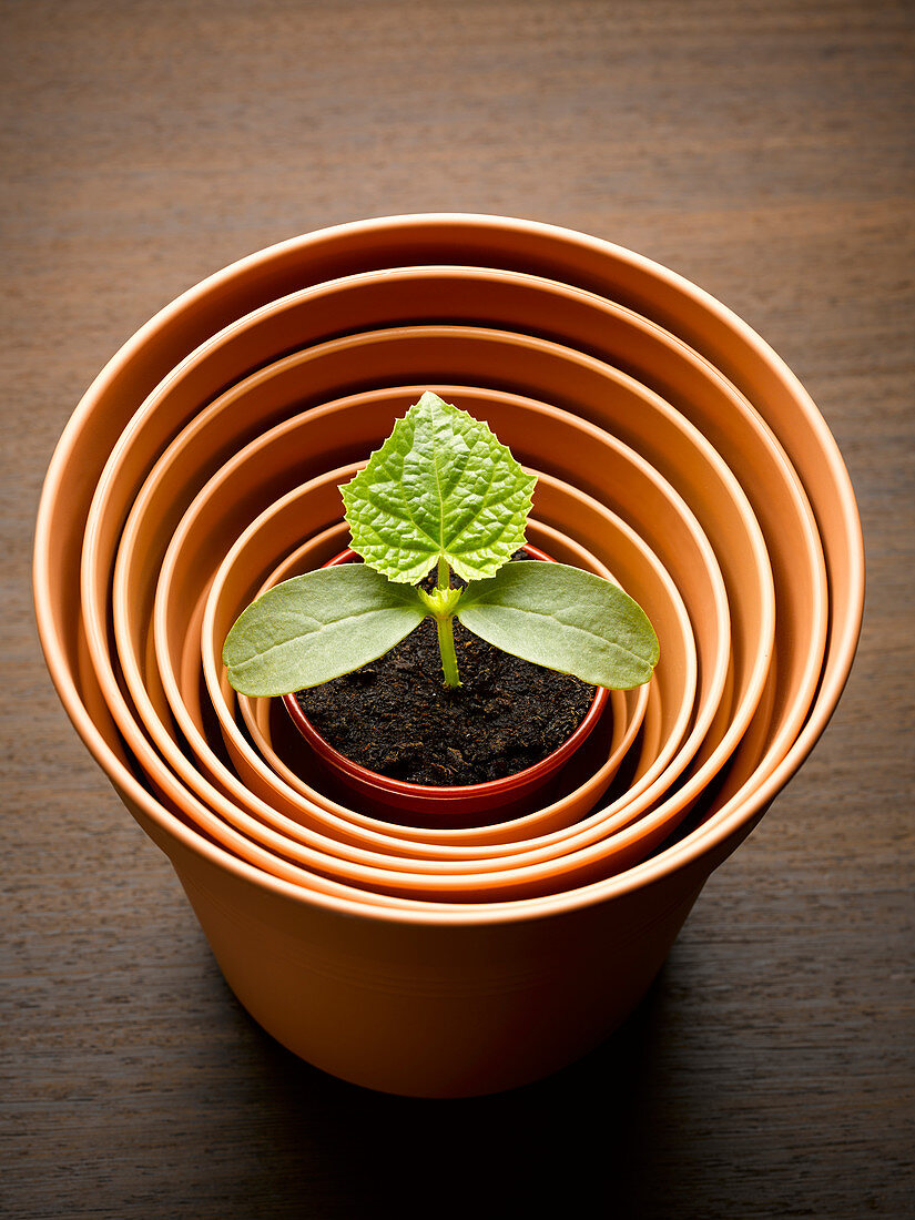 Plant sprouting in nesting flowerpot