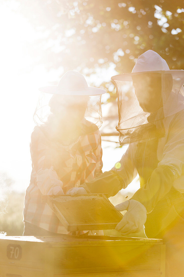 Beekeepers examining sunny hive