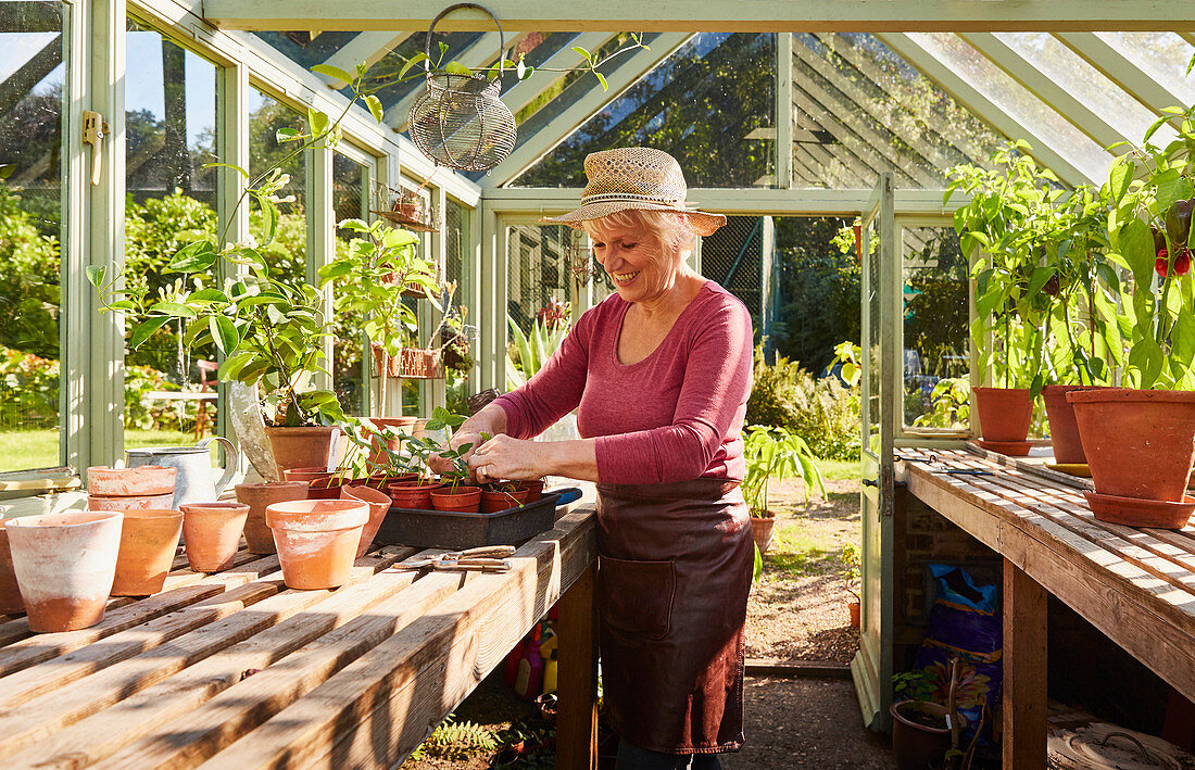 Senior woman potting plants in greenhouse