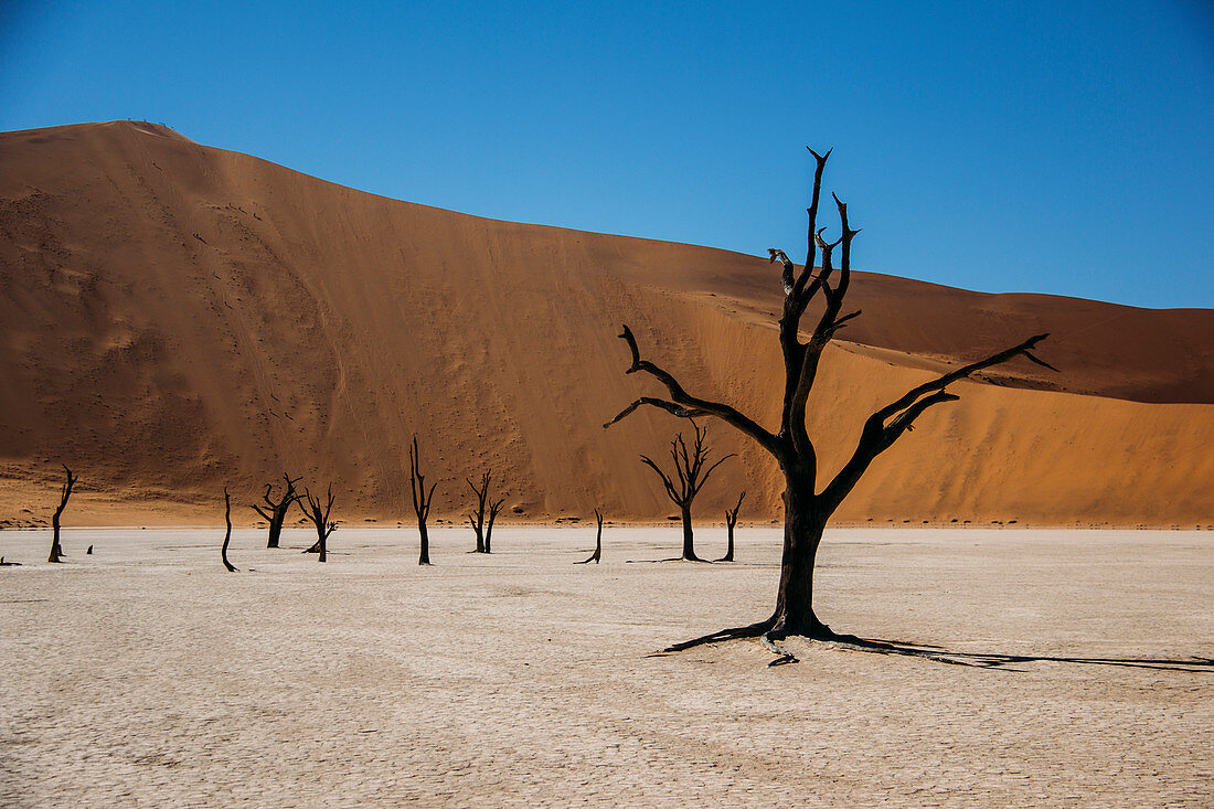 Dead Vlei desert, Namibia