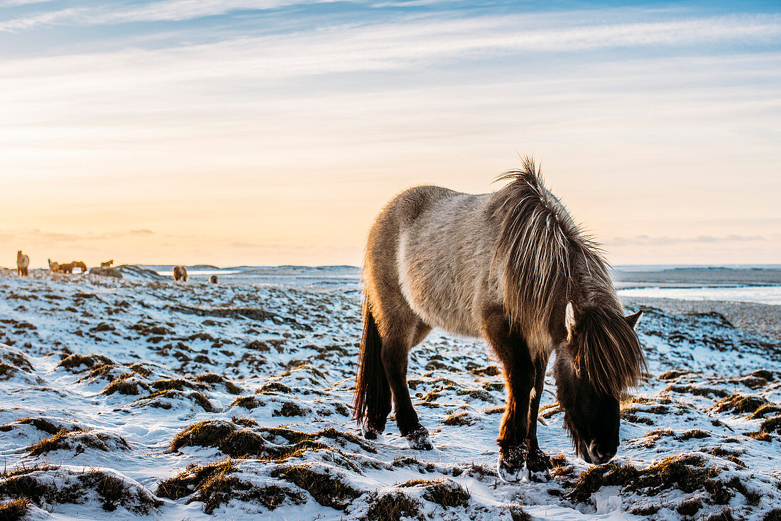 Wild horse, Hofn, Iceland