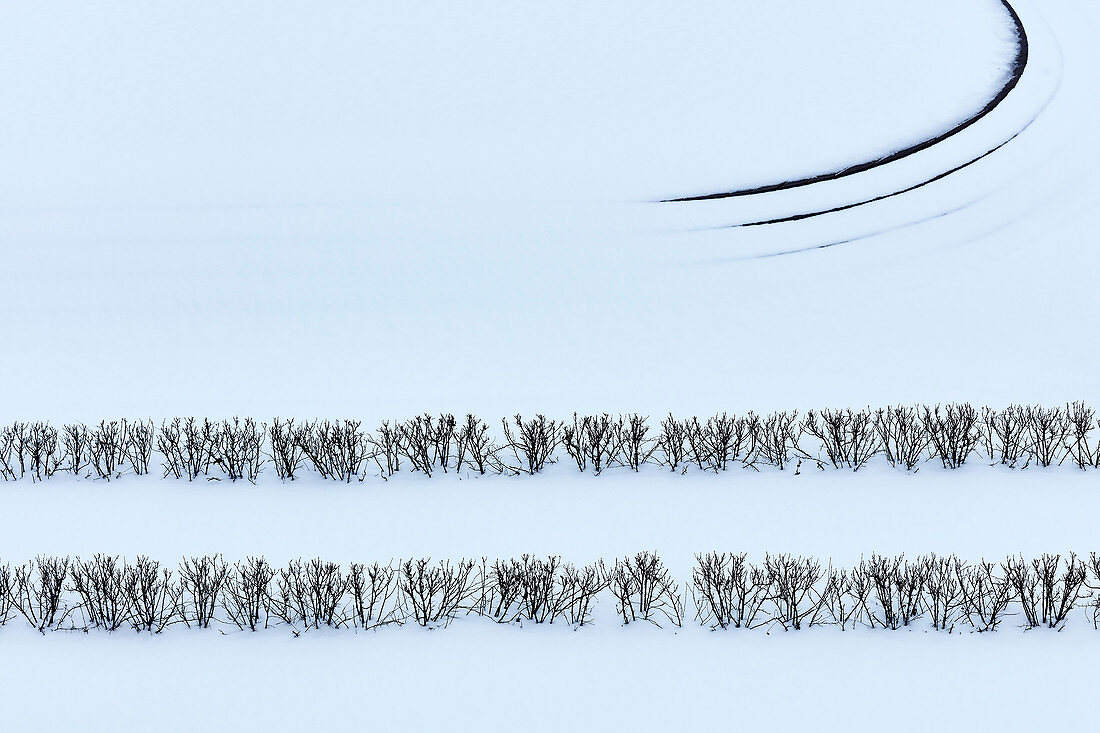 Winter branches in snow covered landscape