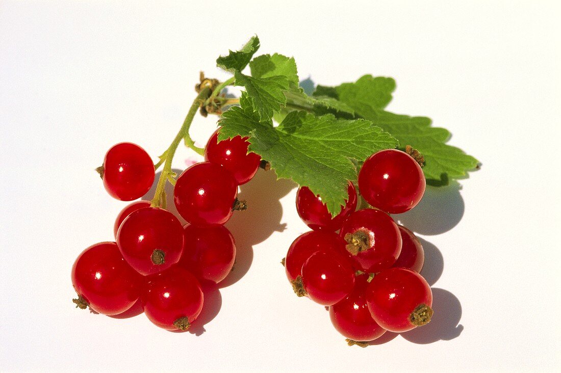 Two trusses of redcurrants with leaves