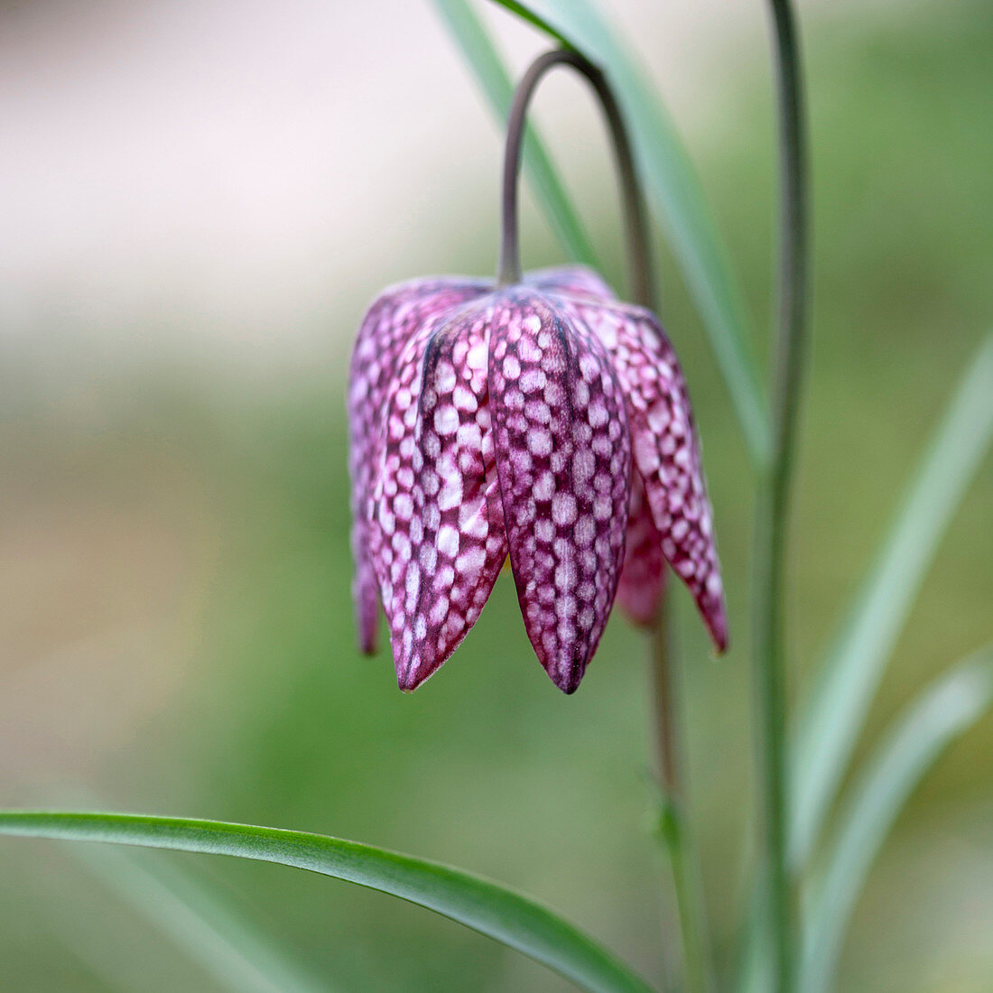 Purple and white snake's head fritillary flower