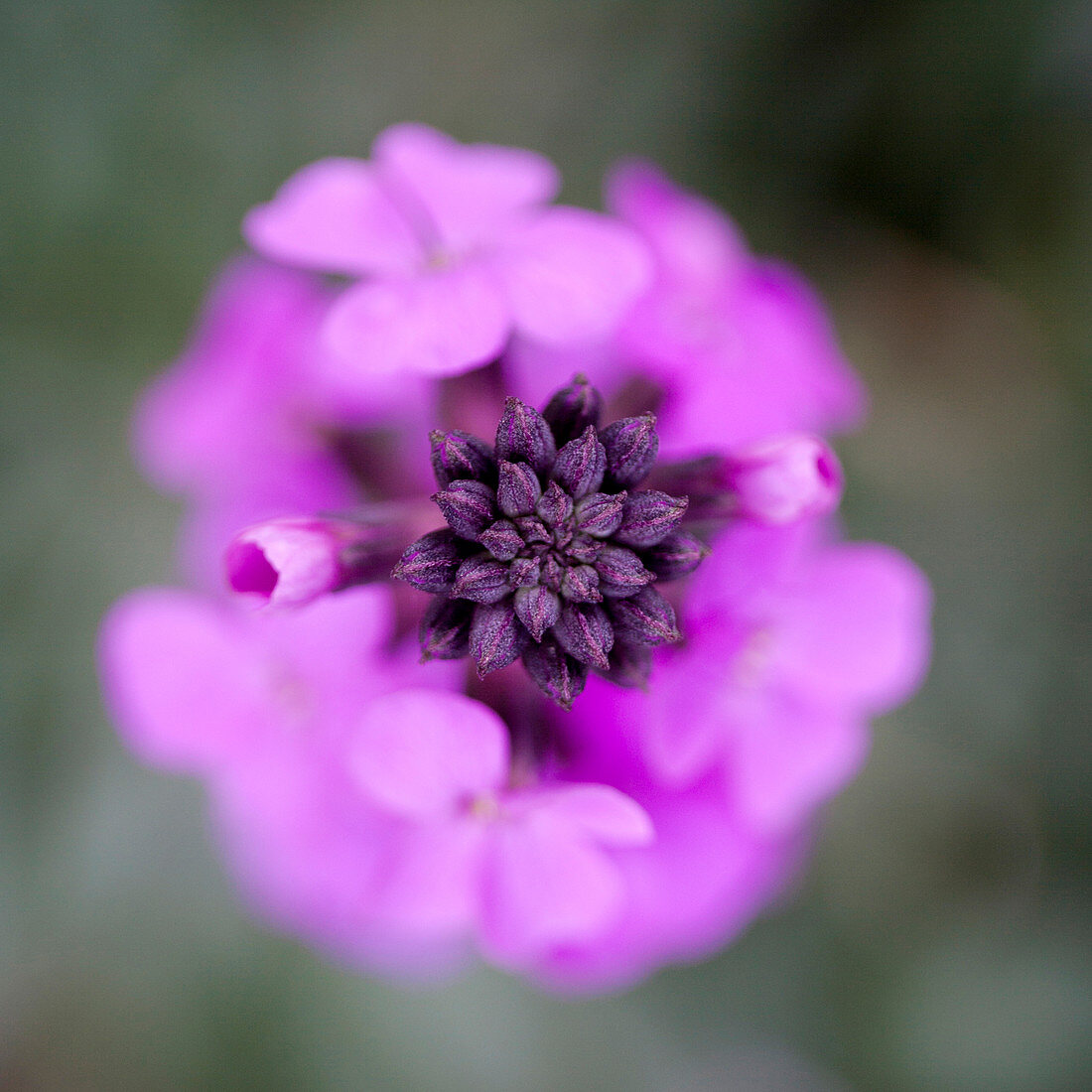 Purple erysimum bowles mauve flower