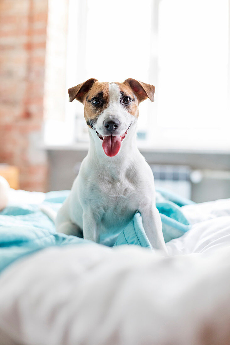 Curious Jack Russell Terrier dog with tongue out