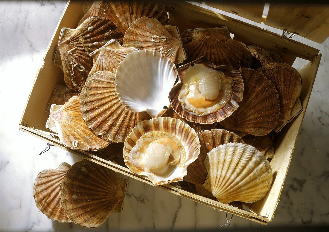 Basket with Scallops