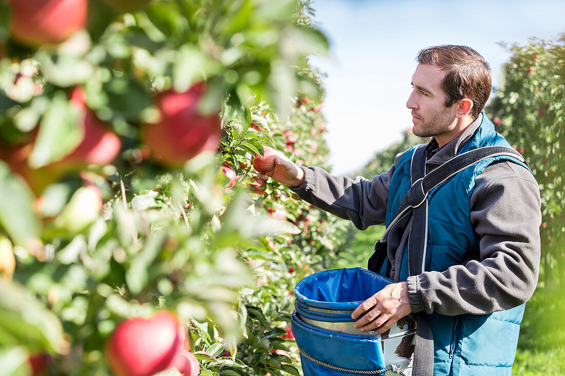 Male farmer harvesting apples in sunny orchard