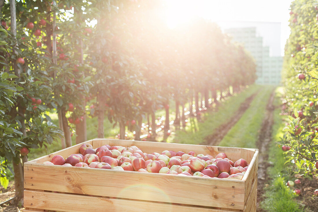 Red apples in bin in sunny orchard