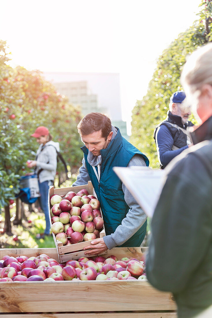 Farmers harvesting apples in orchard