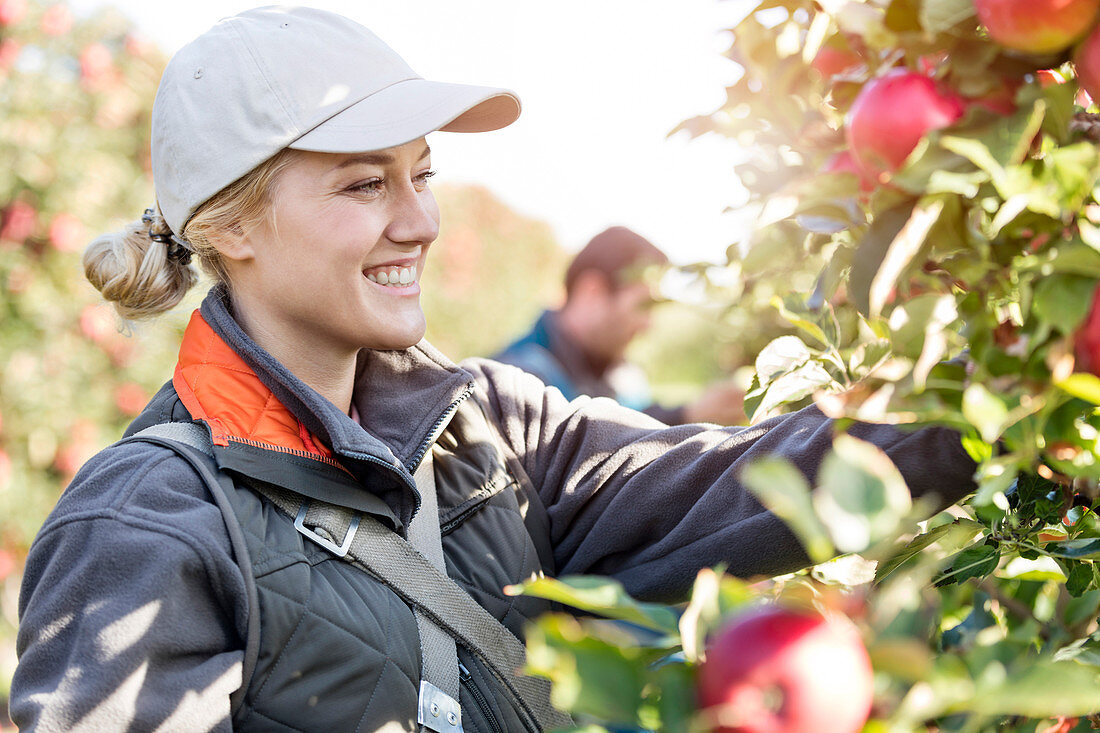 Smiling female farmer harvesting apples in orchard