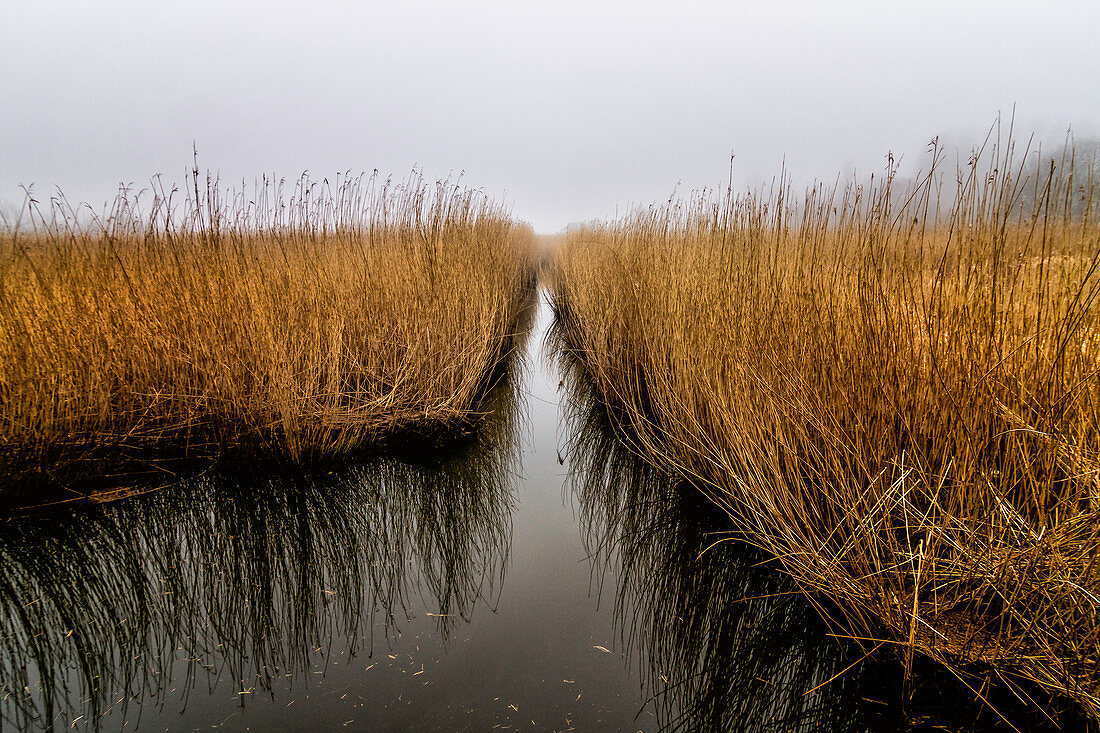 Tranquil grass growing in water, Avnoe, Denmark