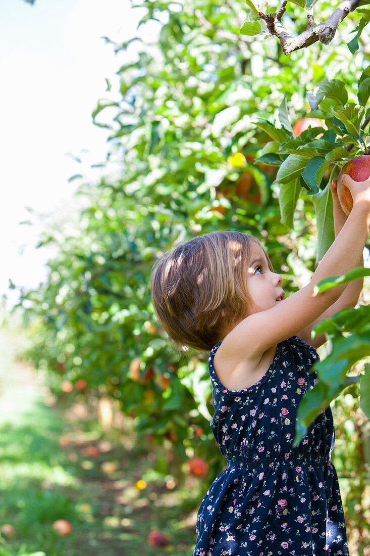 Girl picking apple from apple tree in orchard