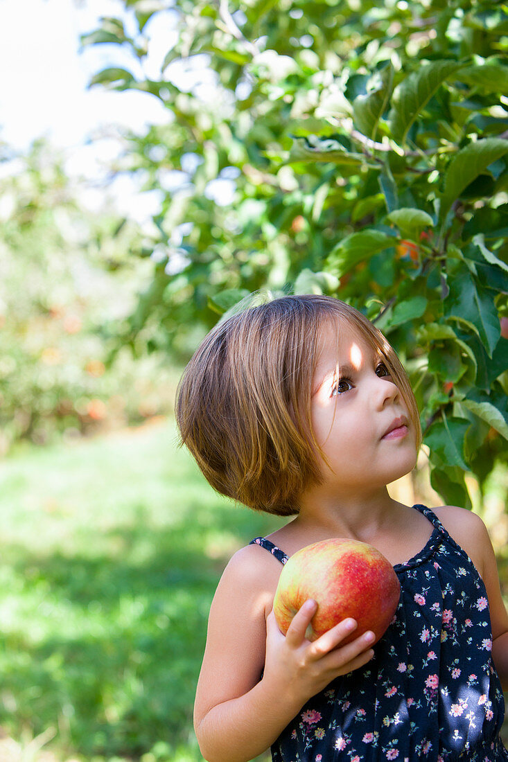 Curious girl picking apple in orchard