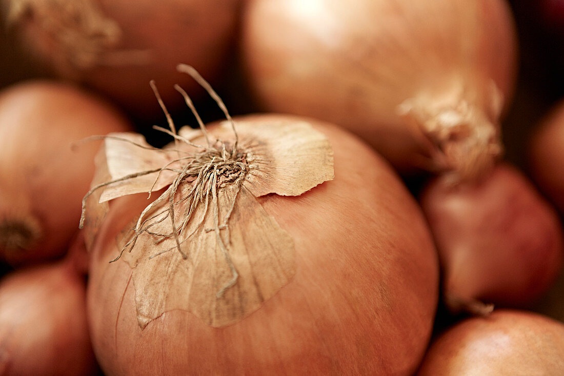 Full frame fresh, rustic onion with skin and roots