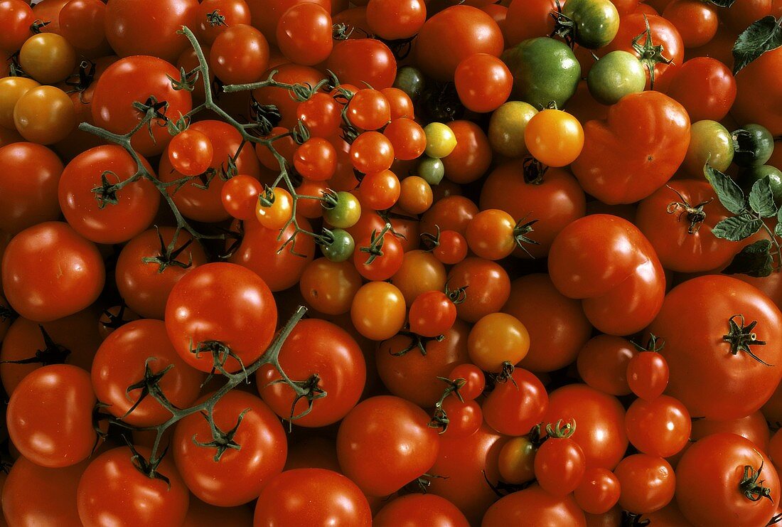 Viele verschiedene Tomaten (Ausschnitt)