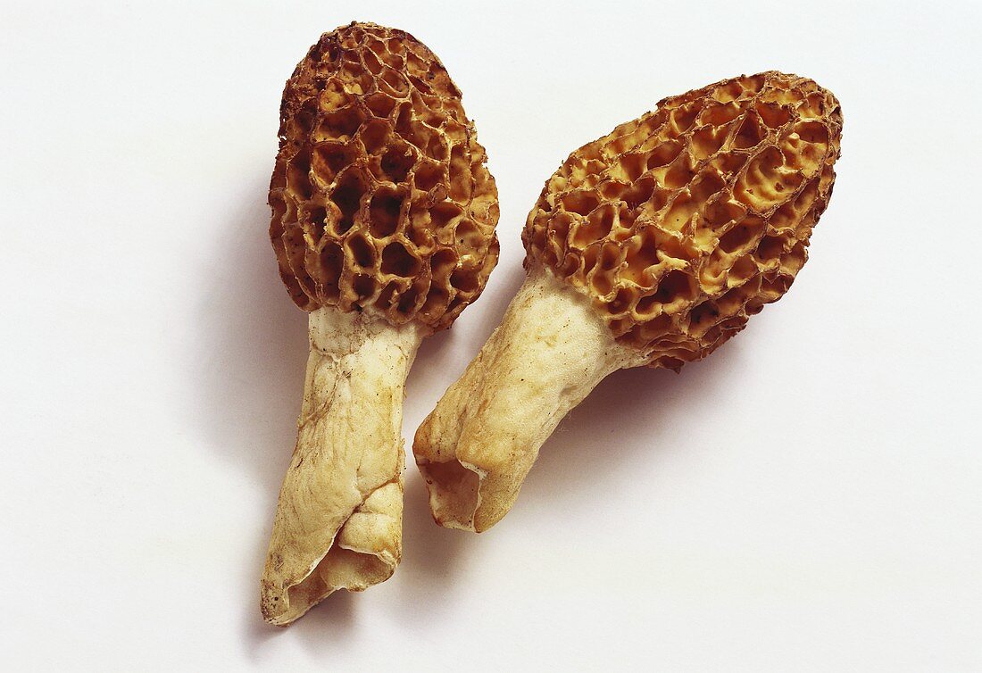 Fresh Morel Mushrooms