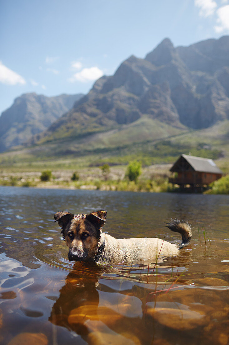 Portrait dog swimming in sunny summer lake