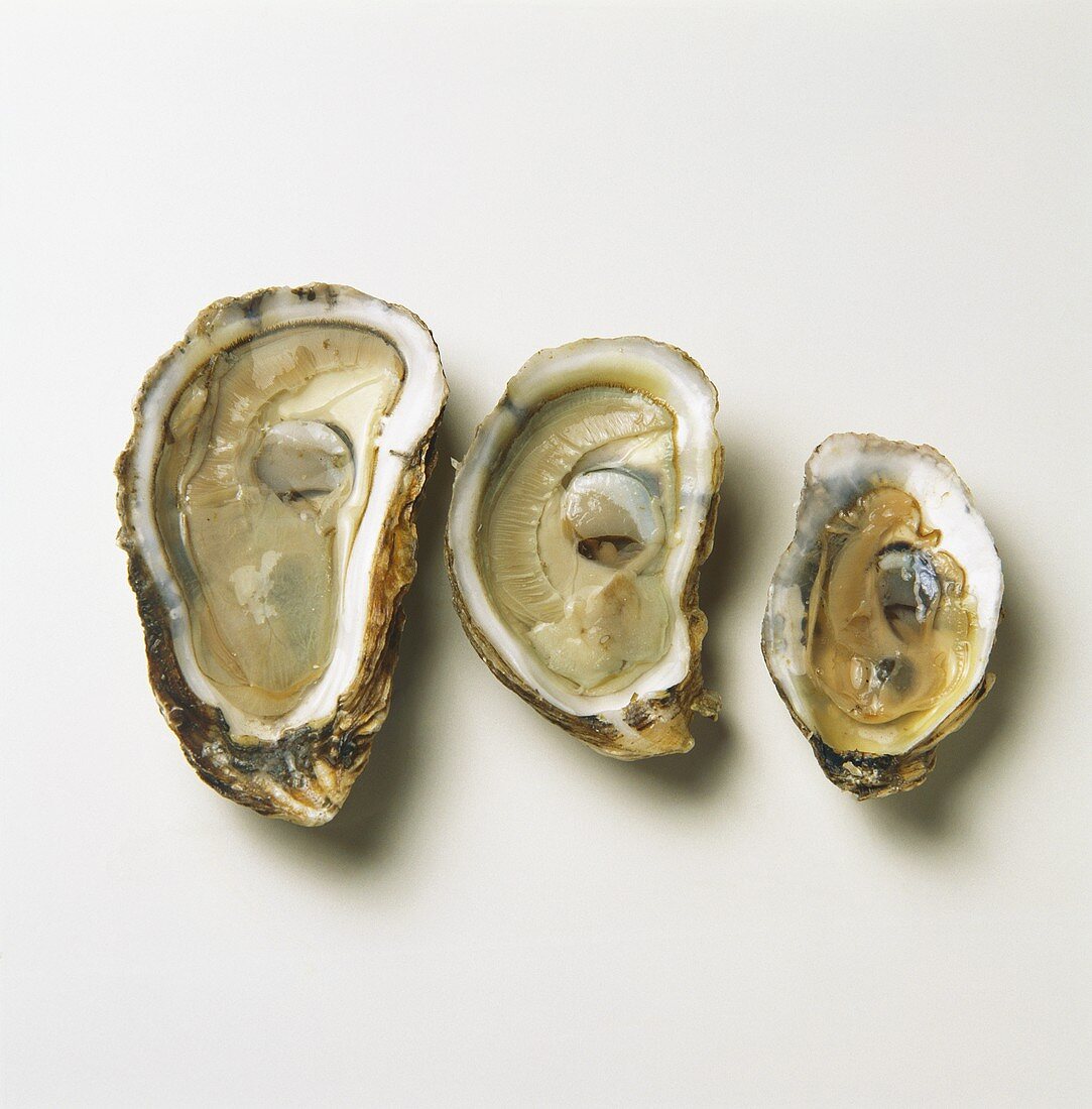 Three Types of Oysters: Cape Neddick, Cape Cod and Virginia