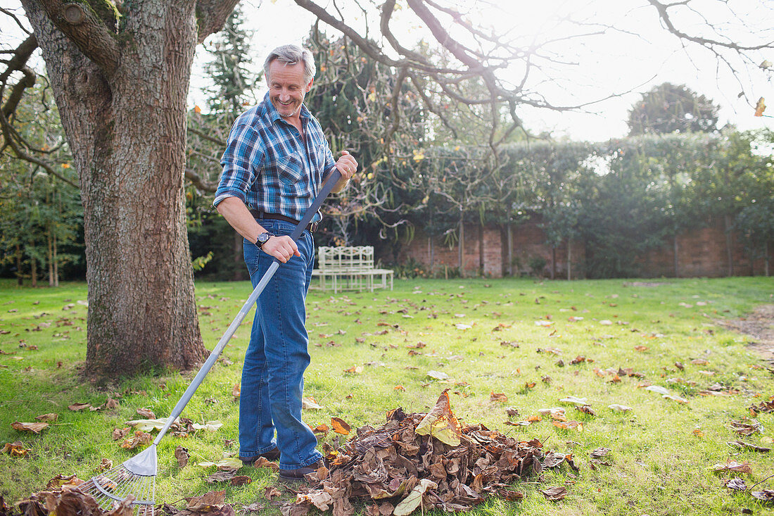 Senior man raking autumn leaves