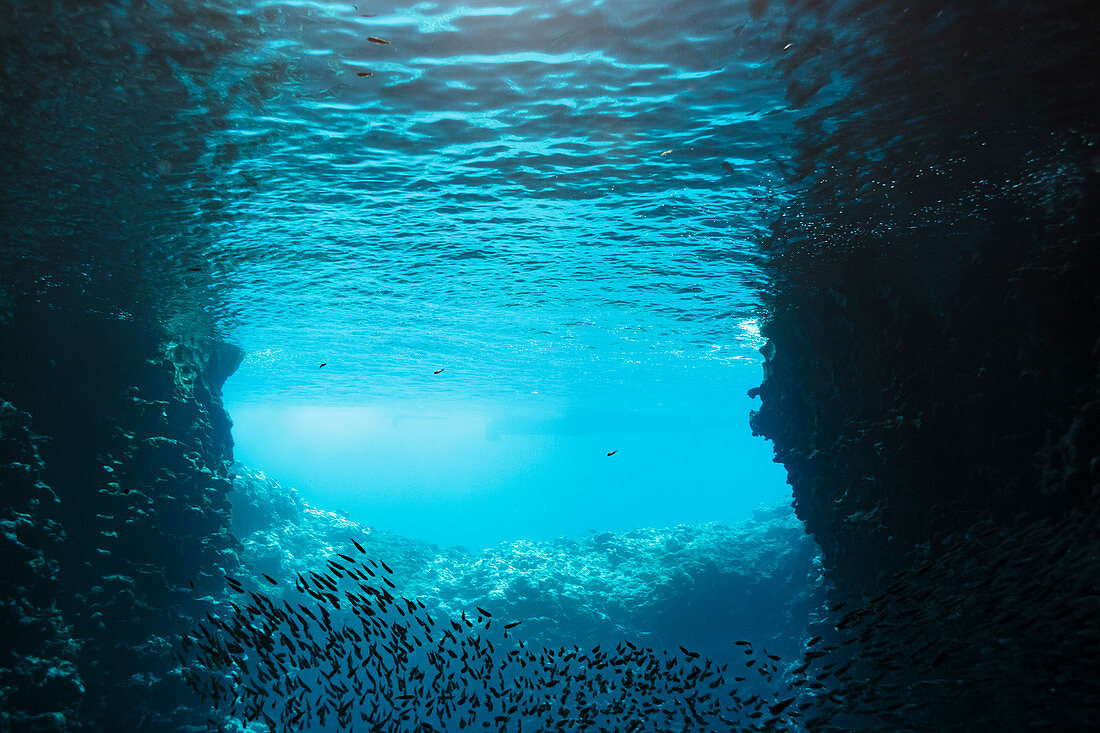 School of fish swimming underwater