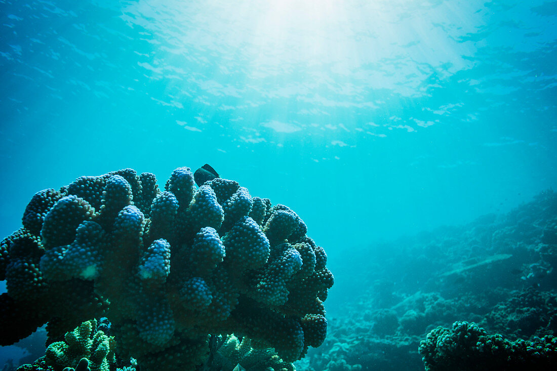 Sun shining over tropical underwater ocean reef