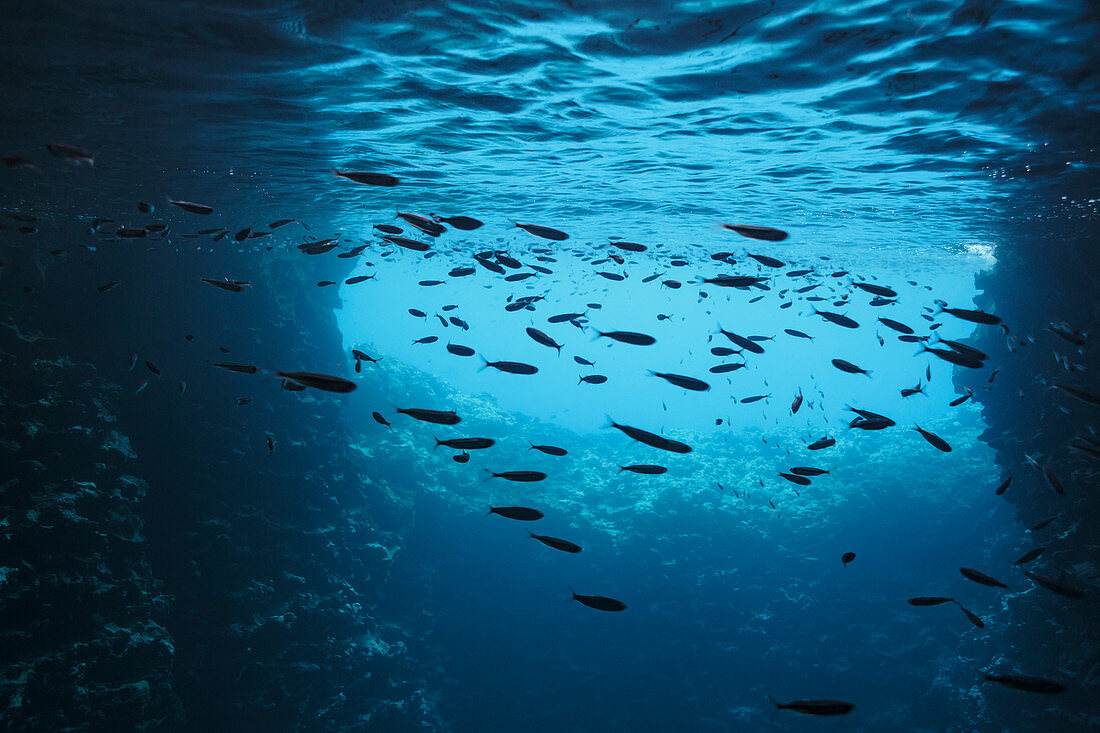Fish swimming underwater in blue ocean