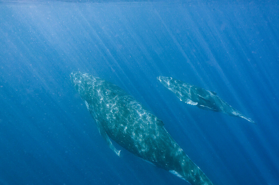 Humpback whale and calf swimming underwater