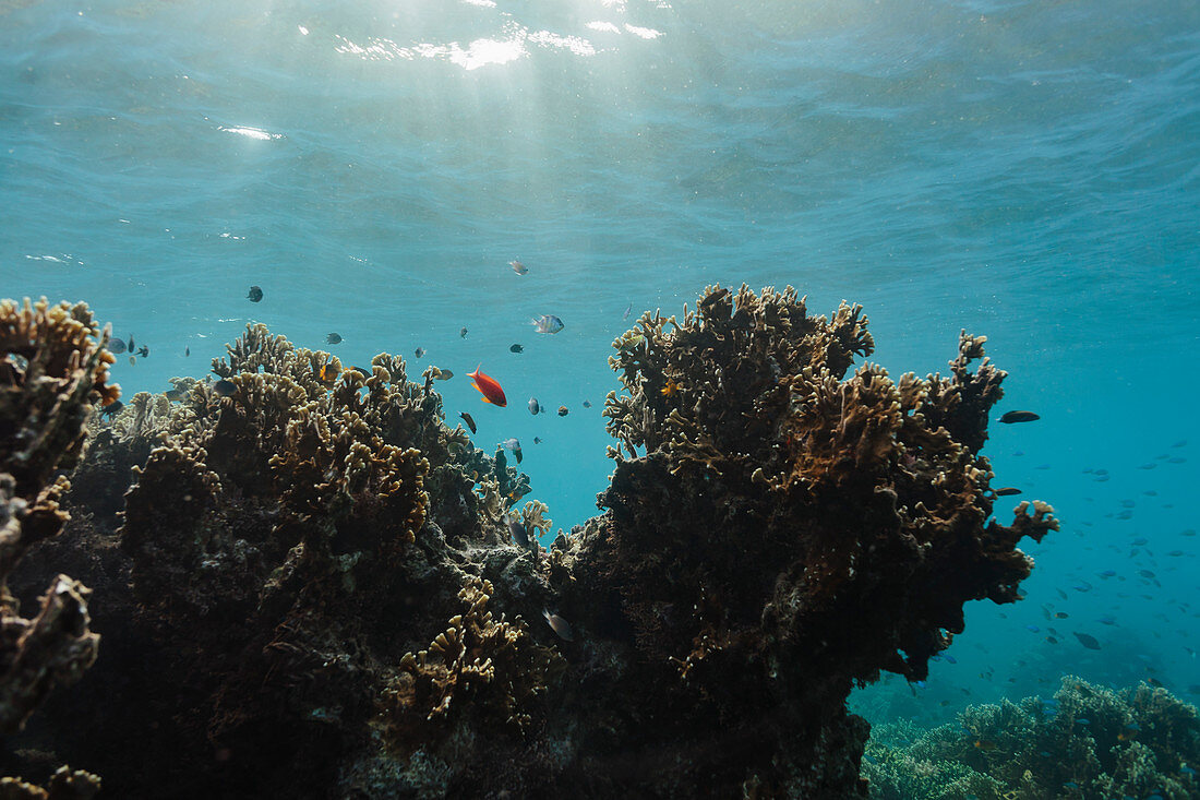 Tropical fish swimming underwater among reef