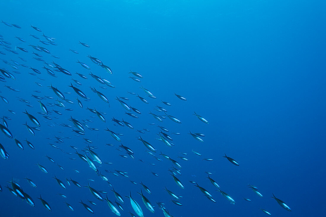 School of fish swimming underwater in blue ocean