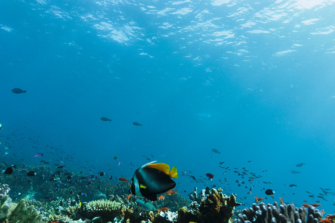 Tropical fish swimming underwater