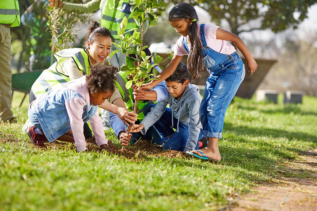 Kid volunteers helping plant tree ins park