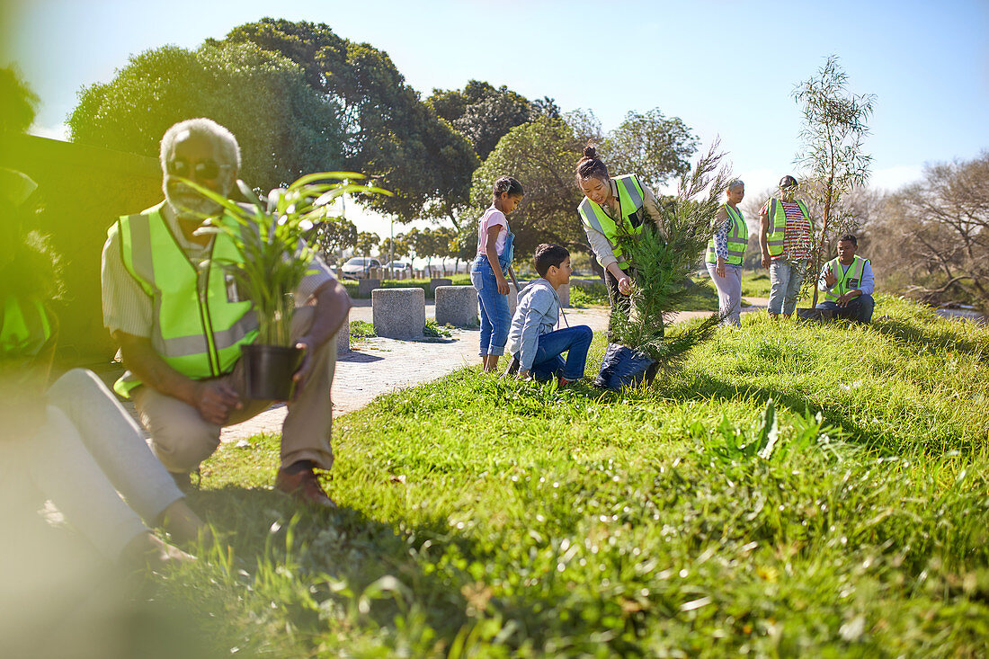 Volunteers planting trees in park