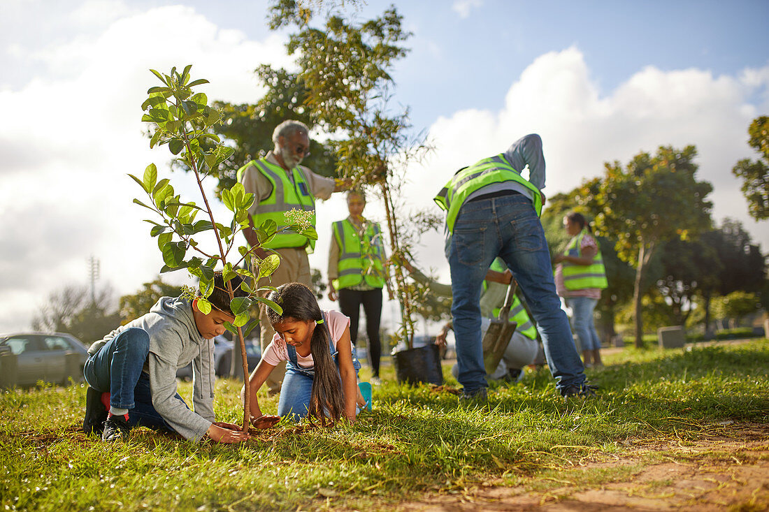 Volunteers planting trees in park