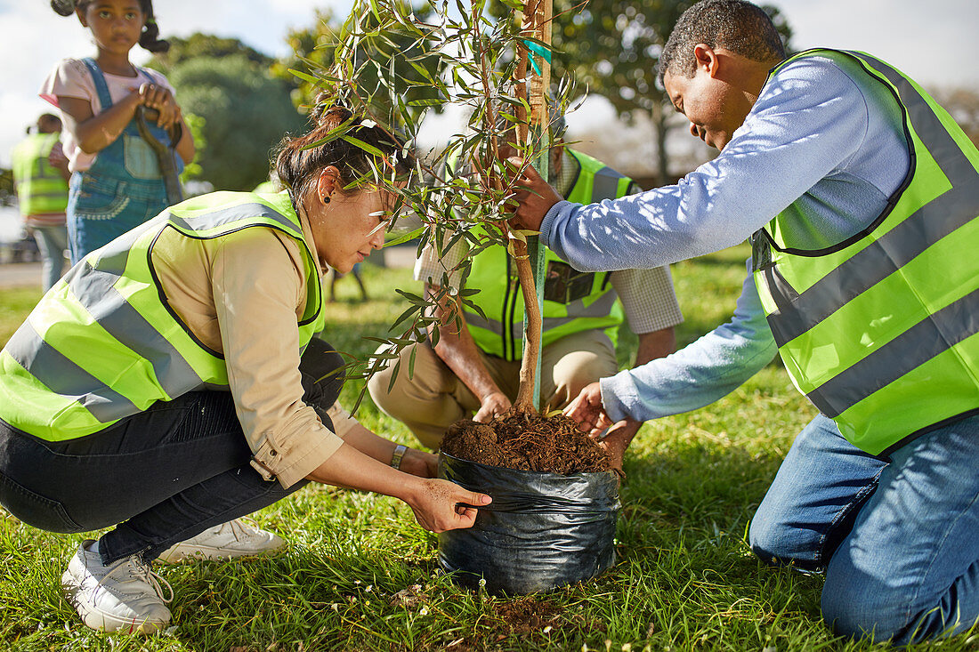 Volunteers planting tree in park