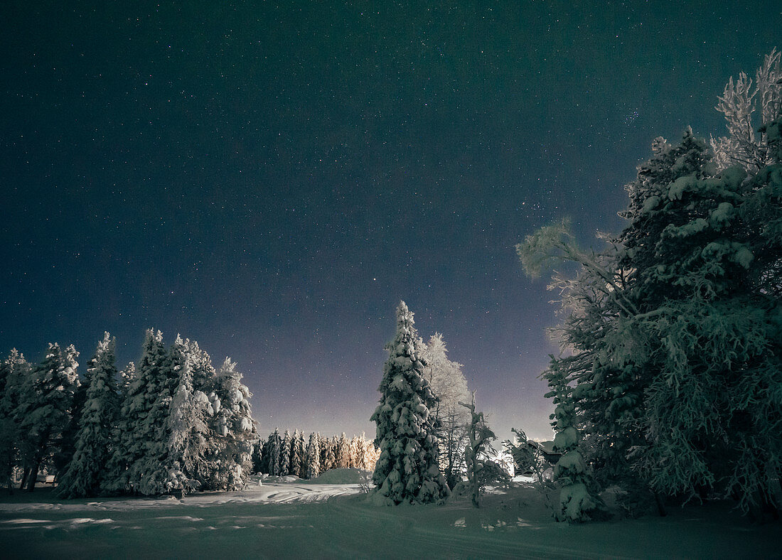 Starry night sky over idyllic snow covered trees, Sweden
