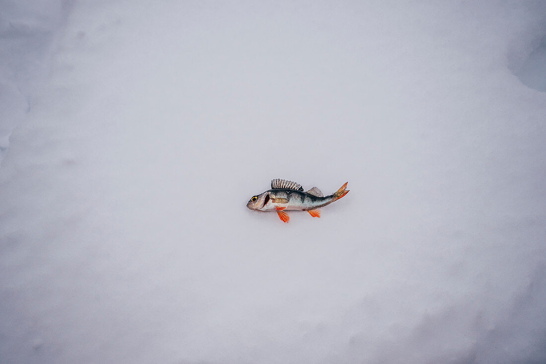 Dead fish laying on snow
