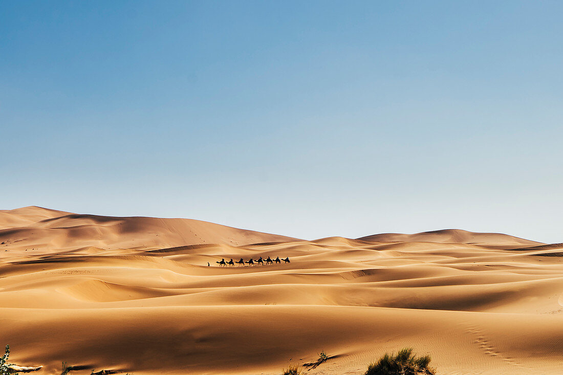 Camels crossing desert, Sahara, Morocco