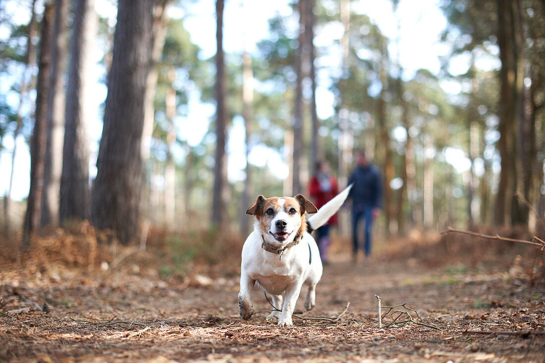 Happy, carefree dog running in autumn woods