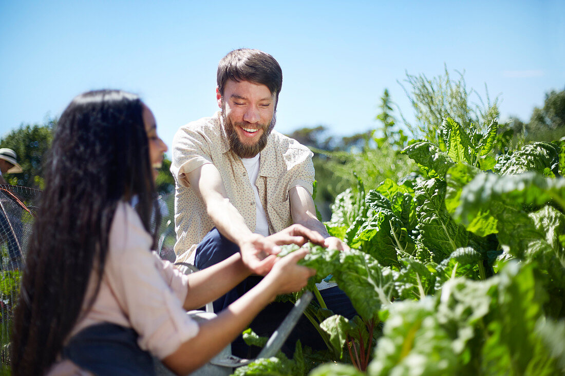 Young couple harvesting vegetables in sunny garden