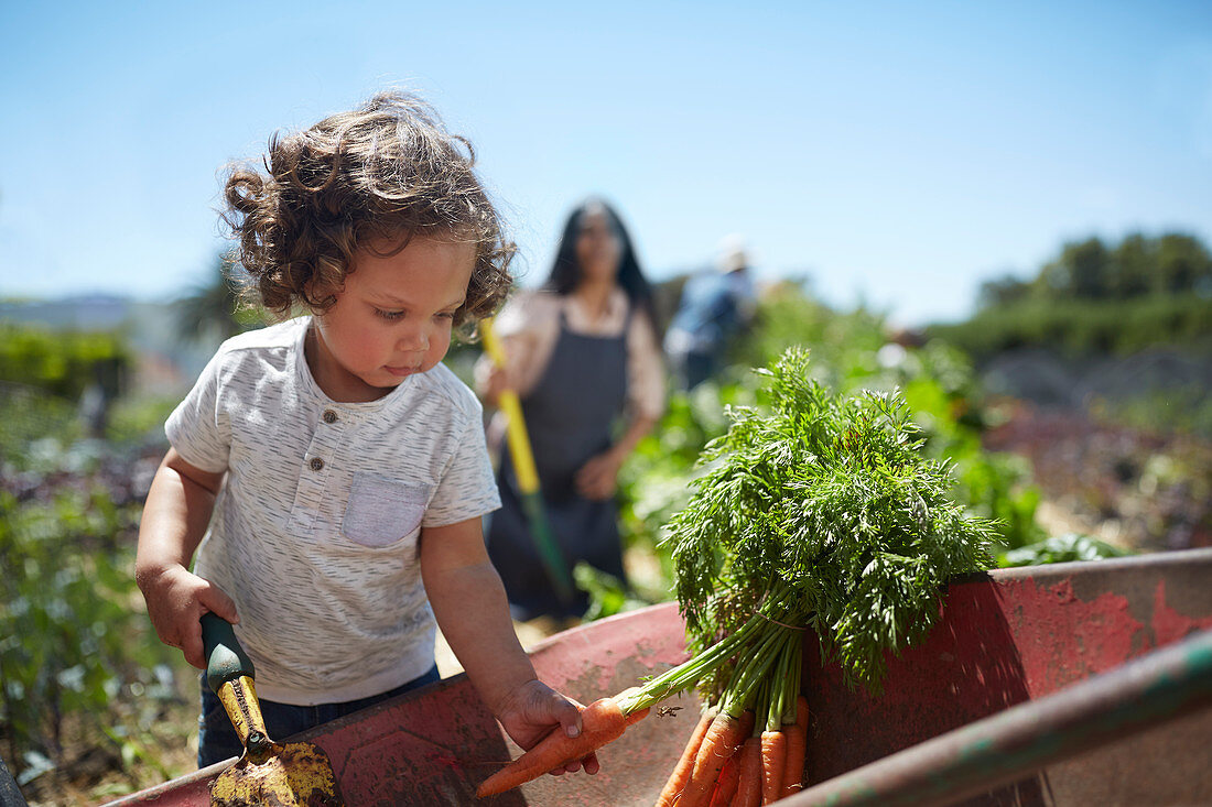 Toddler boy harvesting carrots in sunny vegetable garden