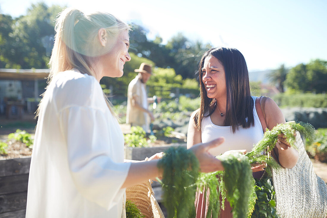 Smiling women harvesting vegetables in sunny garden